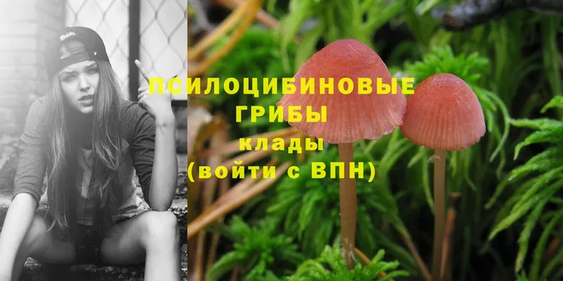 Галлюциногенные грибы Psilocybine cubensis  Прокопьевск 